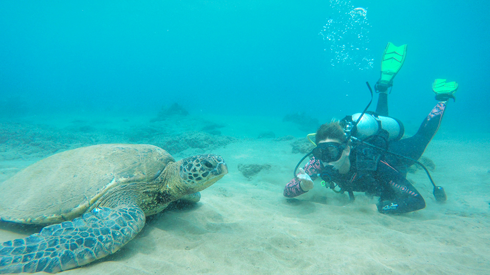 Best Maui Ocean Activities Scuba