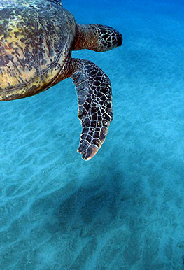 Turtle Best Maui Hawaii Molokini Snorkel Cruise