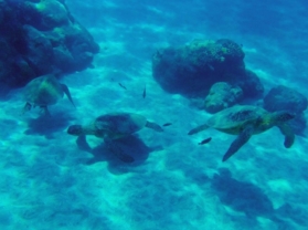 Best Underwater Sea Life Maui Coral Reef Snorkel Tour Olowalu