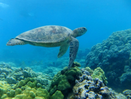 Green sea turtle floating casually at the ocean floor.