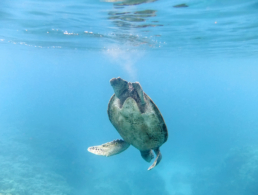 Green sea turtle diving from the ocean surface.