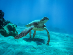 Green sea turtle basking in the sun rays reaching the sandy ocean floor.