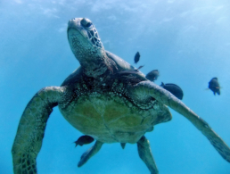 Green sea turtle swimming amidst a small school of fish.