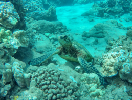 Green sea turtle climbing on a terrain of coral reef at the sea floor.