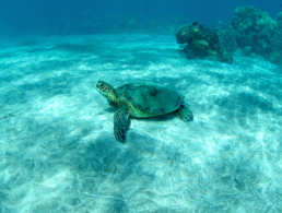 Green sea turtle sunbathing on the sandy ocean floor.