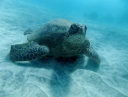 Green sea turtle appears to be falling asleep.