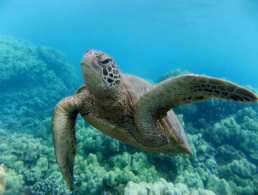 Green sea turtle curiously looking at the camera.