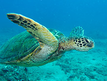 Hawaiian Green Sea Turtle