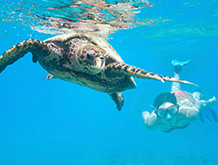 Hawaiian Green Sea Turtle