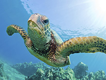 Hawaiian Green Sea Turtle