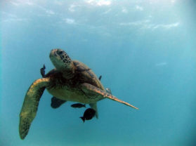 Best Snorkel Maui Location Turtle Town