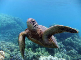 Best Snorkel Adventure Tour Location Turtle Town Maui