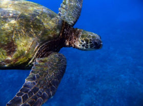 Maui Hawaii top Snorkel Location Turtle Town