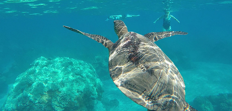 snorkeling at turtle town experience