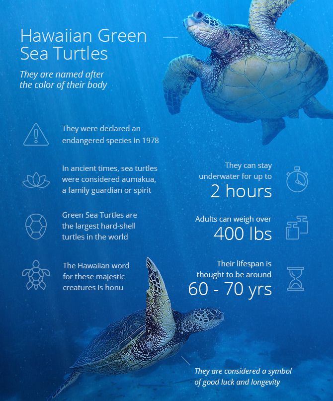 Hawaiian green sea turtles infographic