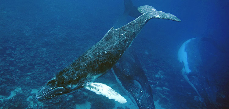 Whales conservation