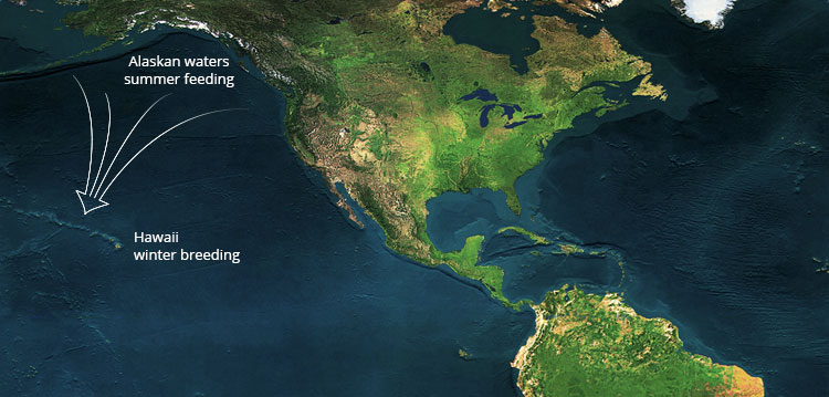 Whales migration map