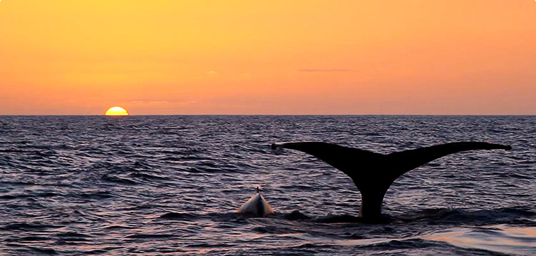 Whale watching trip