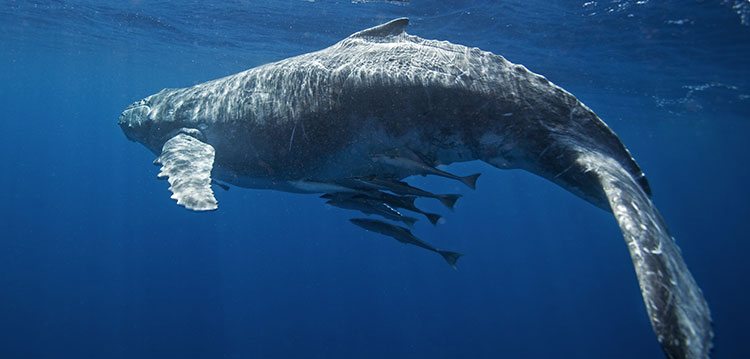 Whale watching trip