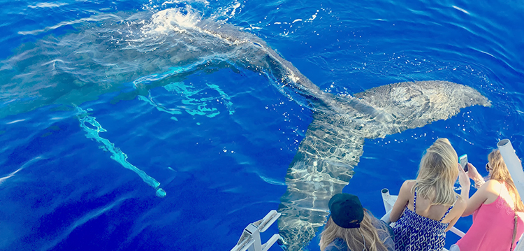 Whale Mugging Behavior