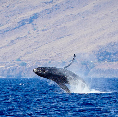 Maui Hawaii Top Whale Watching Tour