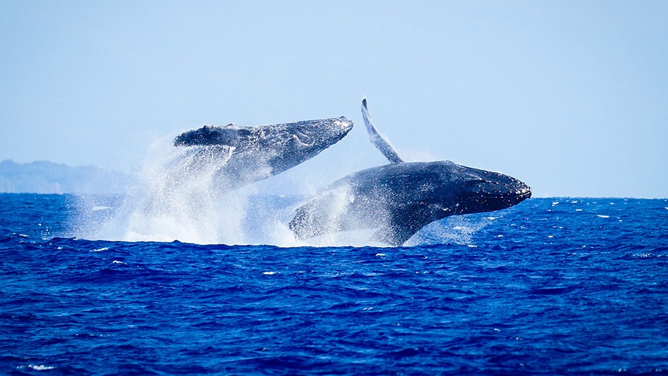 Best Maui Ocean Activities Whale Watching