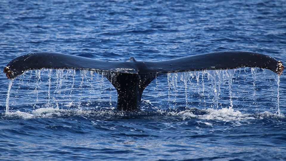 Best Maui Ocean Activities Whale Watching