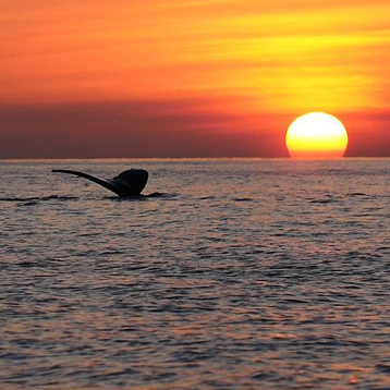 Maui Whale Tail Sunset Cruise