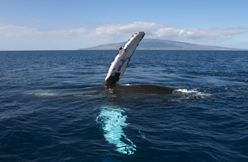 Humpback Whale Pectoral Slapping